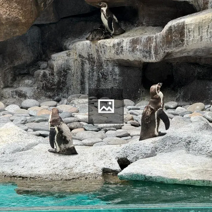 Penguins in Rocky Habitat