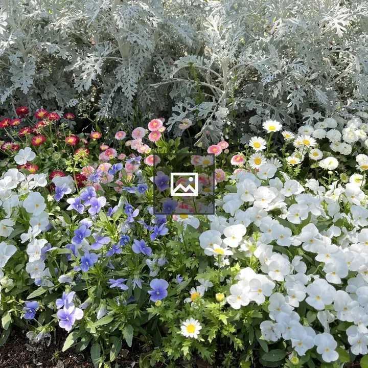 Garden bed with mixed flowers