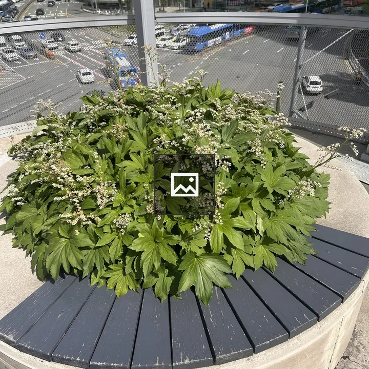 Lush green plant with white flowers