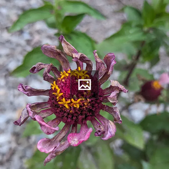 Zinnia flower with wilted petals