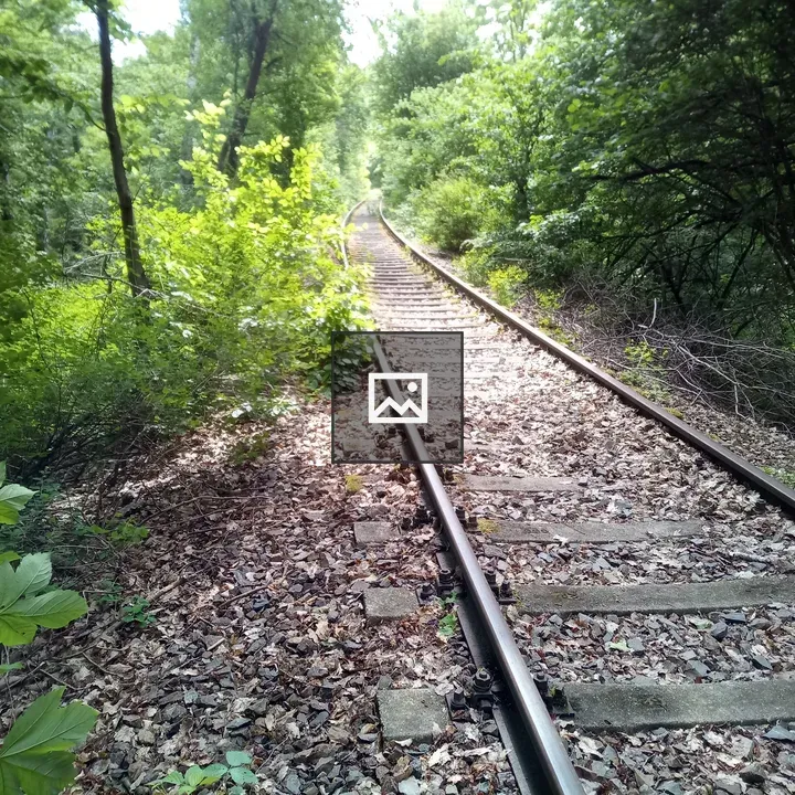 Abandoned railway track in forest