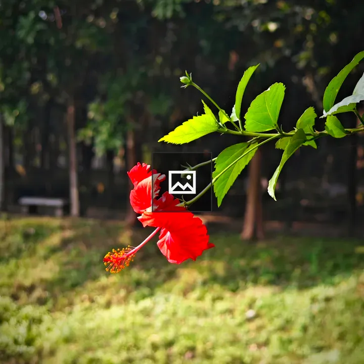 Red Hibiscus Flower in Focus