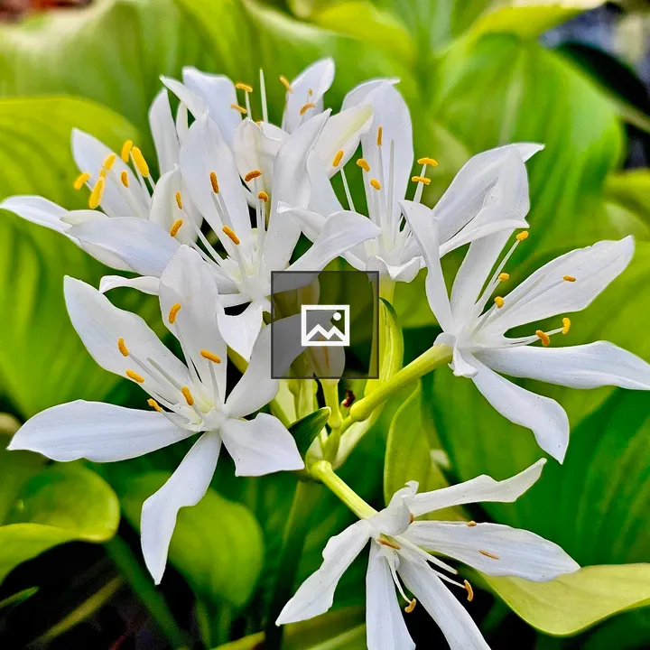 Proiphys flowers in garden