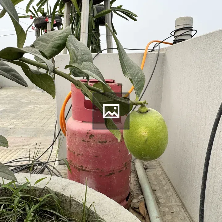 Green lime on branch