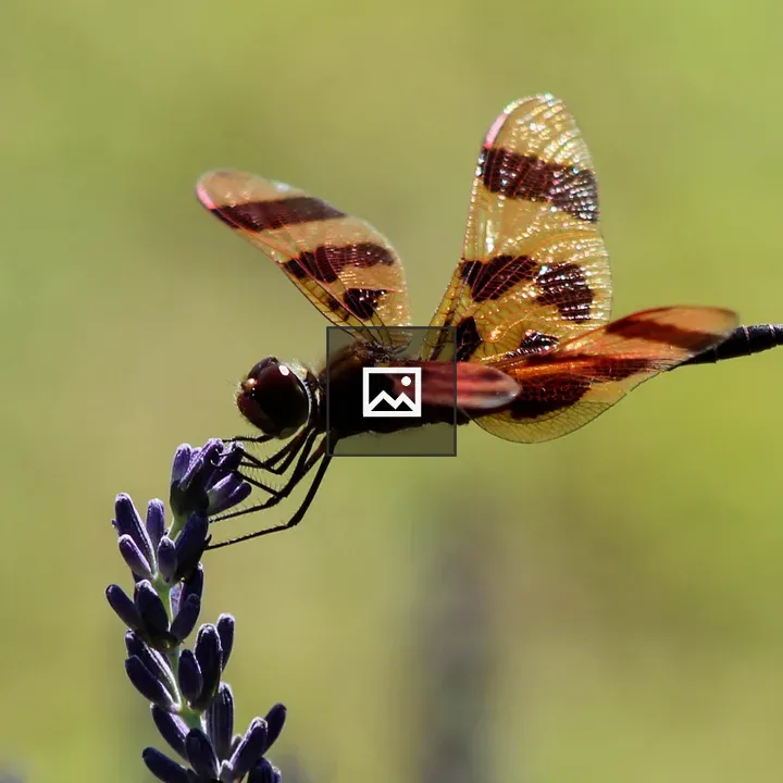 Dragonfly and Lavender in Nature Scene