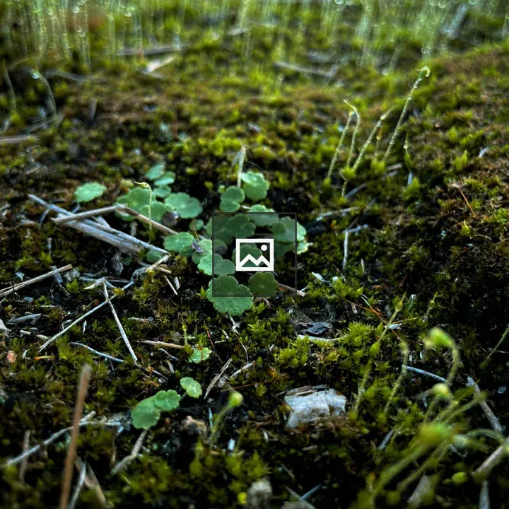 Close-up of small plants and mosses