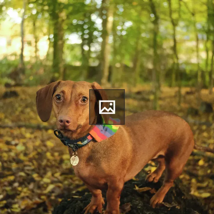 Dachshund with Rainbow Bandana on stump