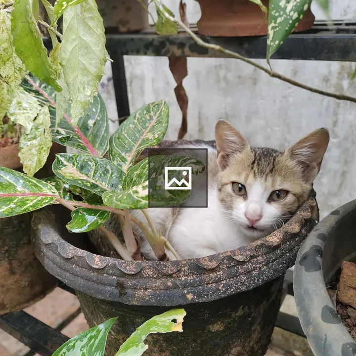 Kitten in a terracotta pot