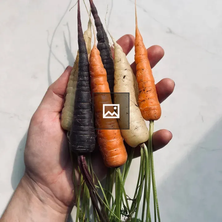 Rainbow carrots held in hand