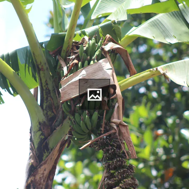 Banana bunch on tree