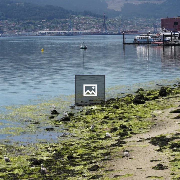 Rocky coastal shore with seagulls