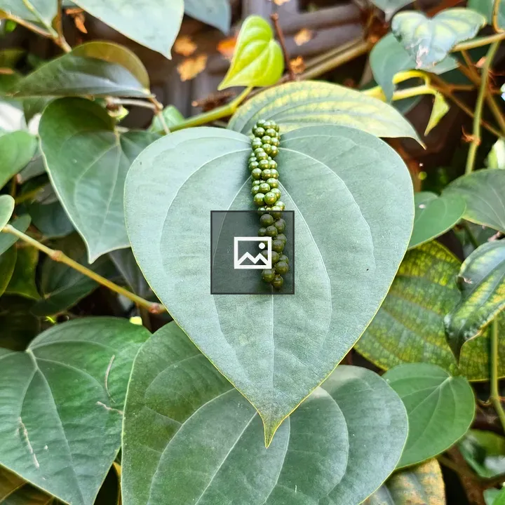 Pepper Plant Close-Up