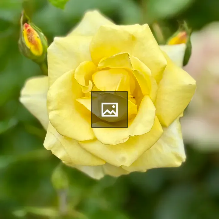 Yellow rose with buds