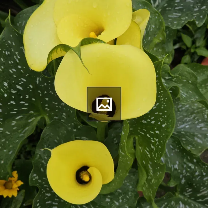 Close-up Yellow Calla Lilies