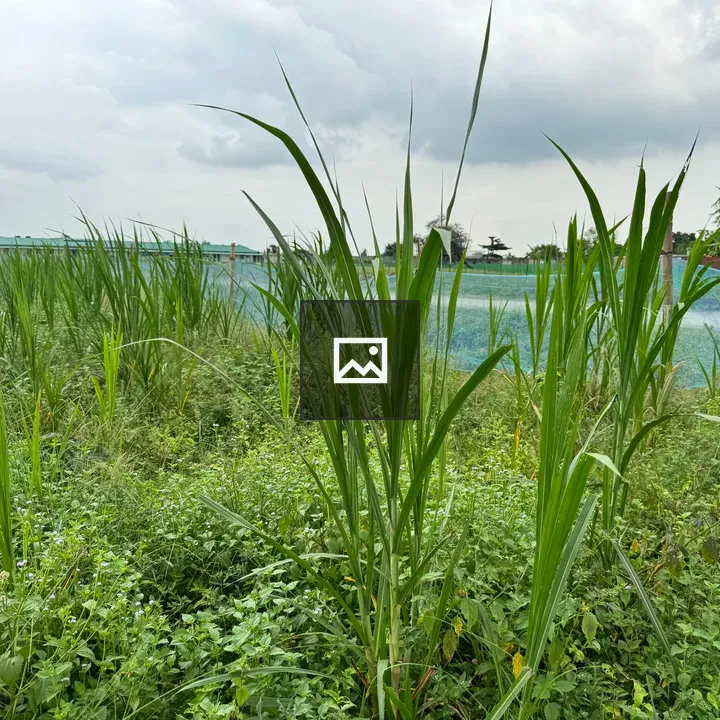 Field of tall green grasses