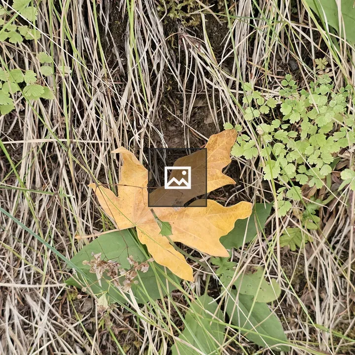 Orange maple leaf on grass