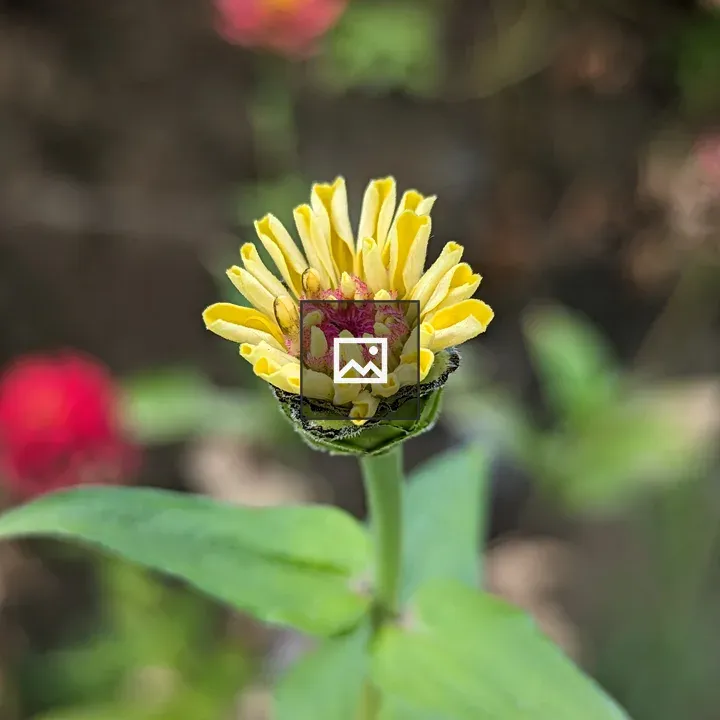 Zinnia flower yellow tubes