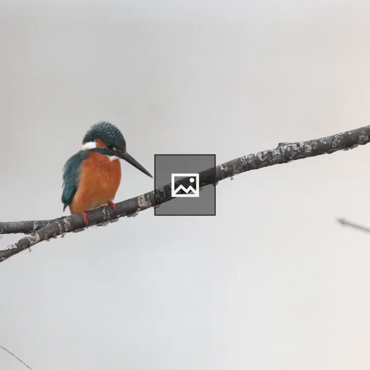 Common Kingfisher on a Branch