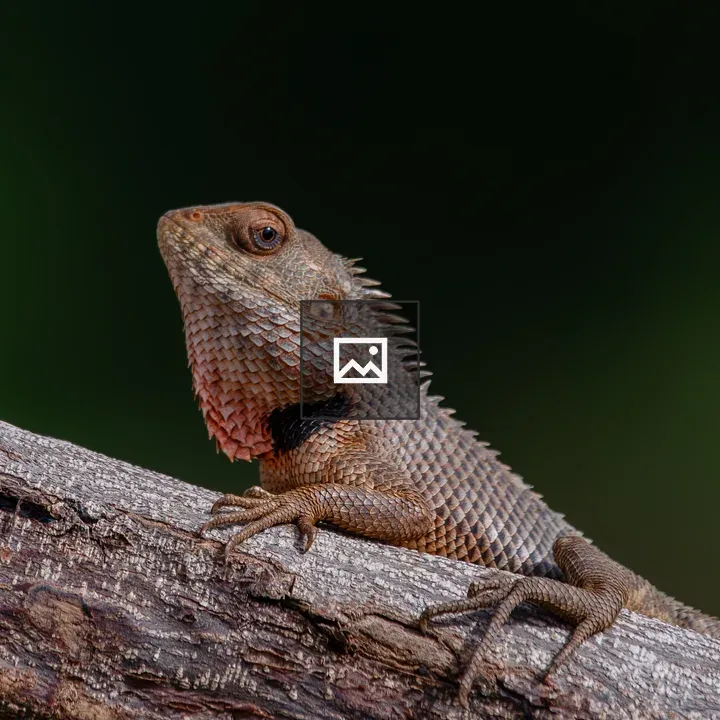 Garden Lizard on Branch