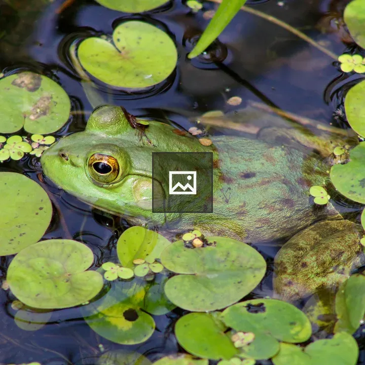 Bullfrog in Green Pond