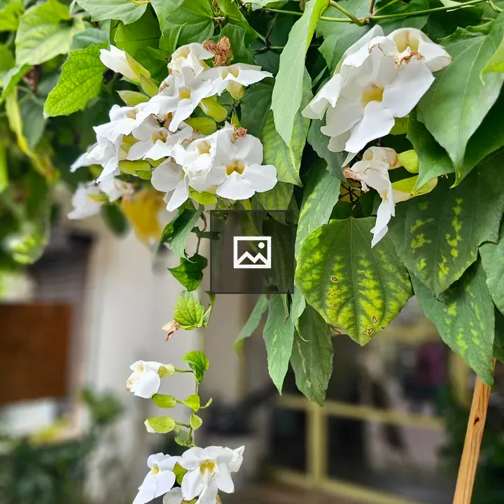 White Bengal trumpet vine cluster