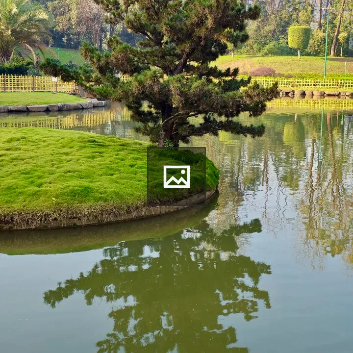 Lone Pine Tree on Reflective Water