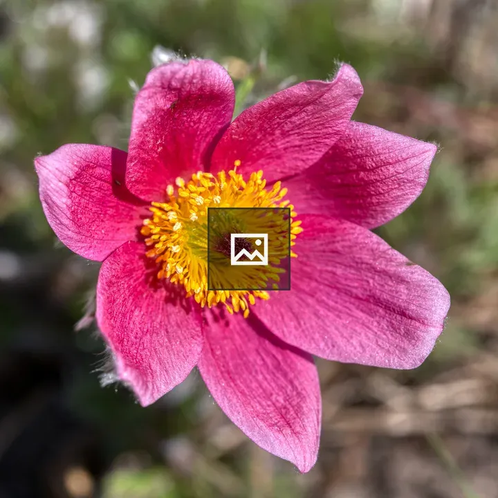 Pulsatilla vulgaris flower