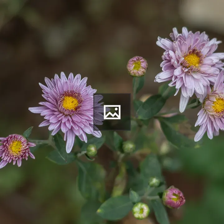 Violet flower close-up