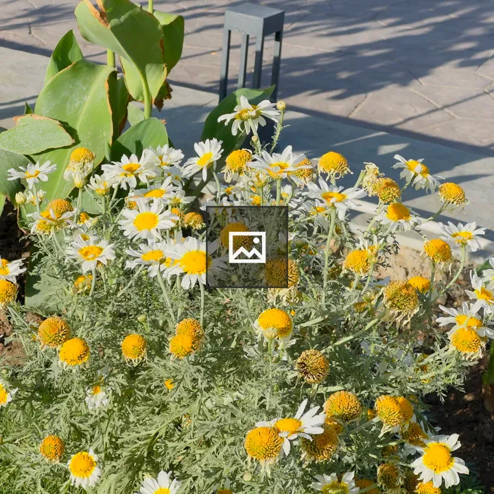 Cluster of white daisies in garden