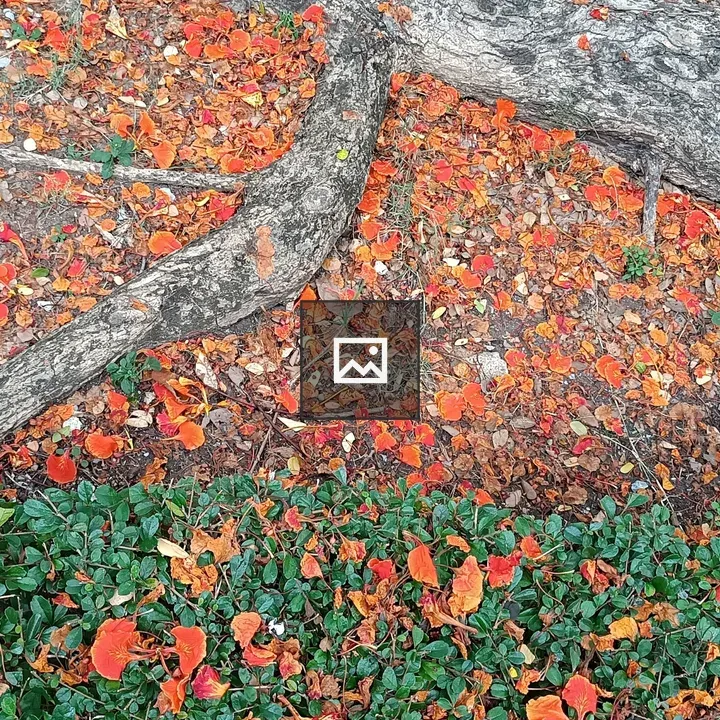 Fallen flowers on saplings in Lumpini Park