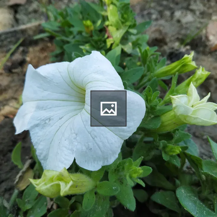 White petunia flower close-up