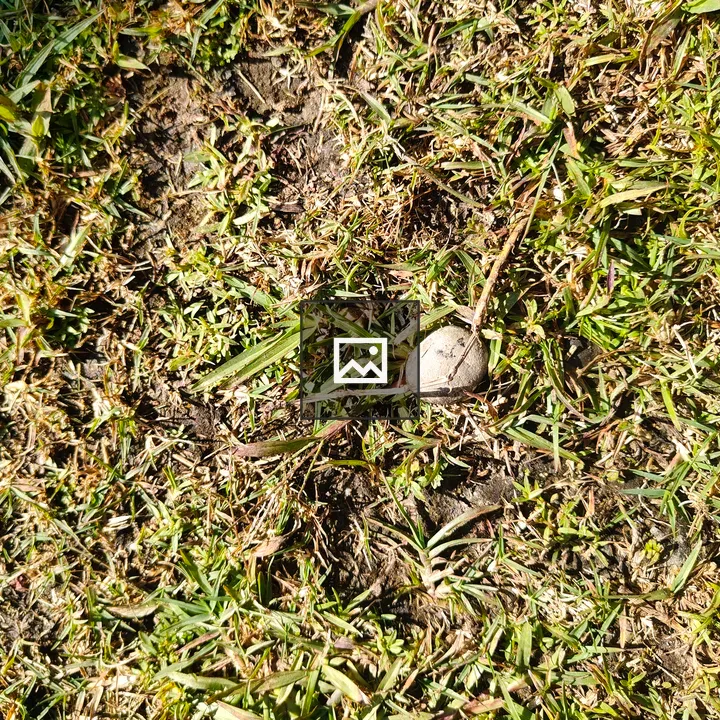 Stone on Soil Amid Grass