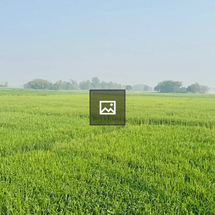 Rice field under a clear sky