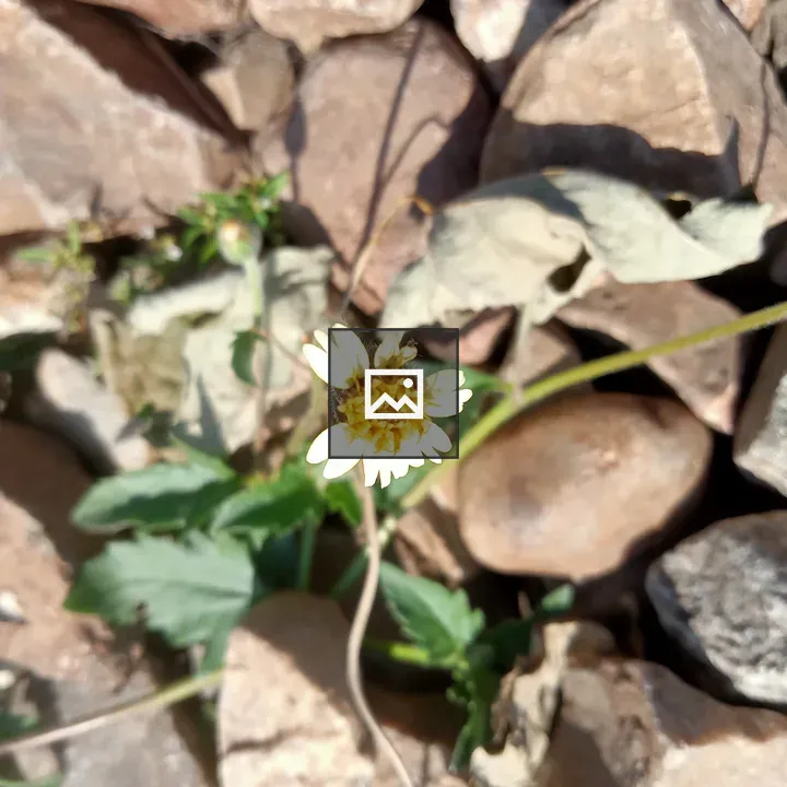 Flower on rock at Kawtoli