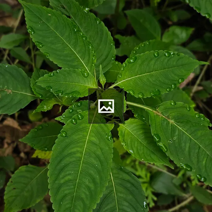 Fresh green leaves with rain droplets