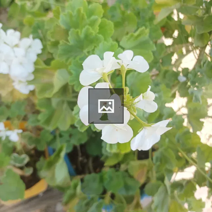 White Flowers in Green Leaves