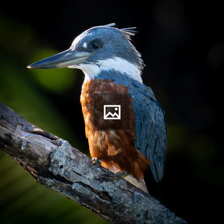 Kingfisher close-up on branch