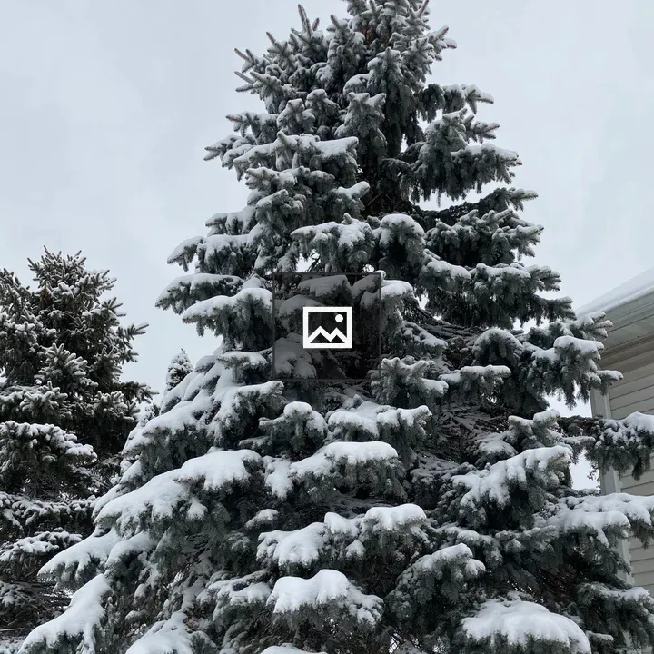 Snowy yard tree closeup