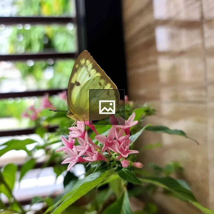 Pale green butterfly on pink flowers