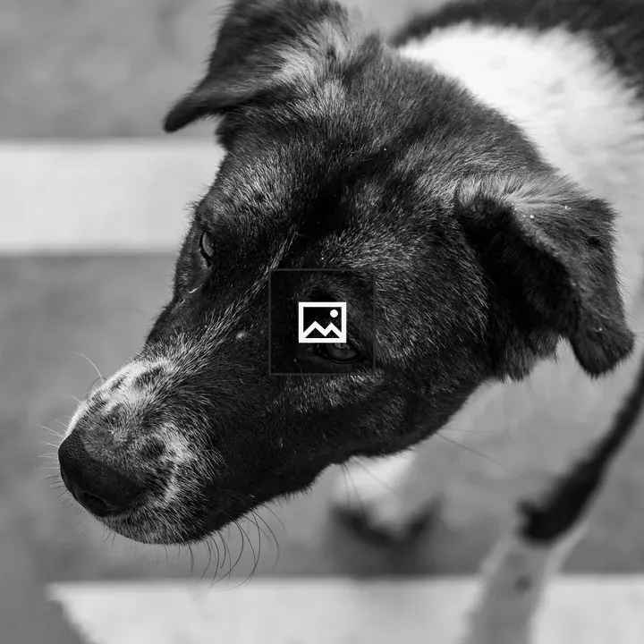 Street Dog