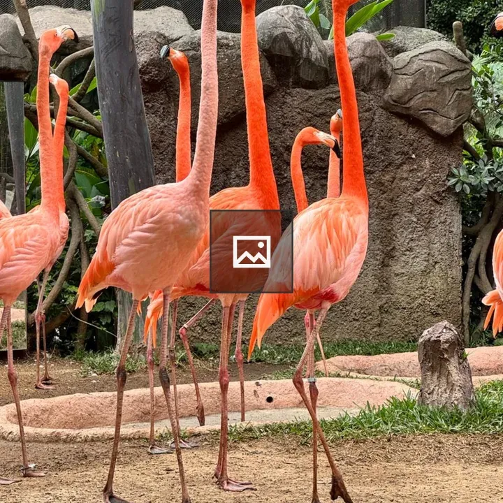 Flamingos in Zoo Habitat