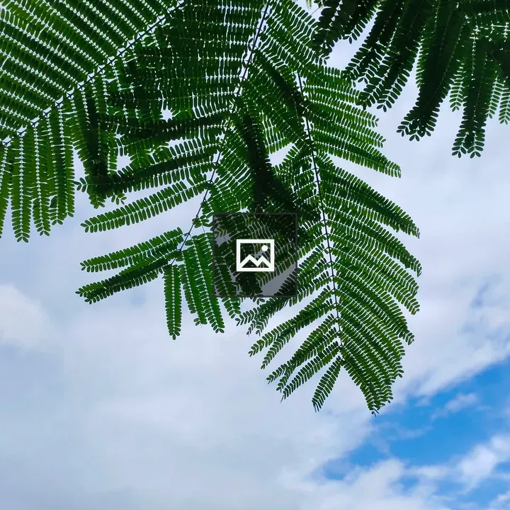 Fern-like Leaves against Sky
