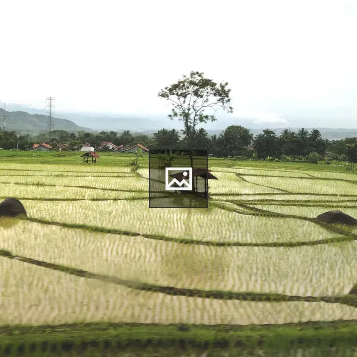 Beautiful sawah
