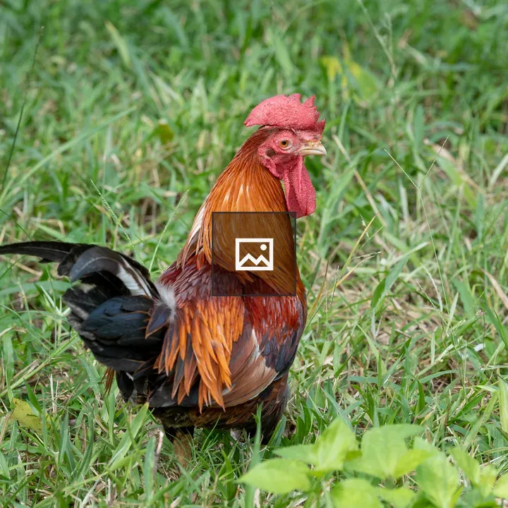 Male domestic rooster
