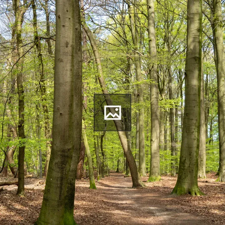 Forest path in spring