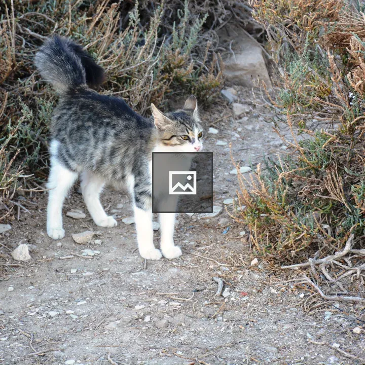 Street Cat in Cyprus