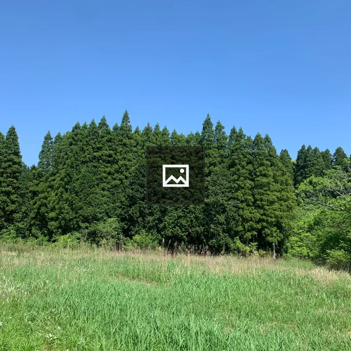Meadow to Conifer Forest Line
