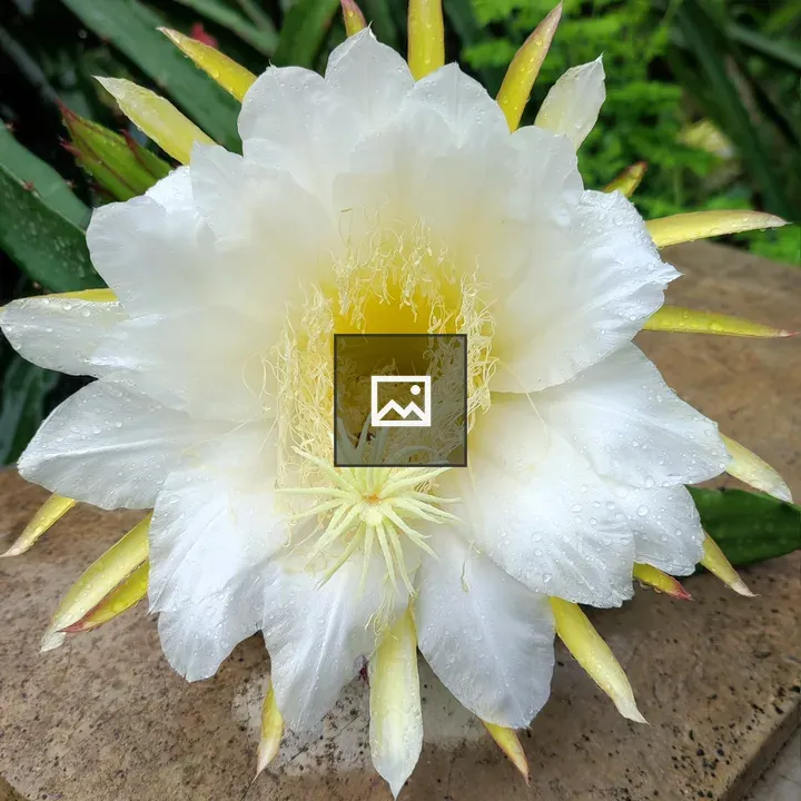 Dragon Fruit Flower