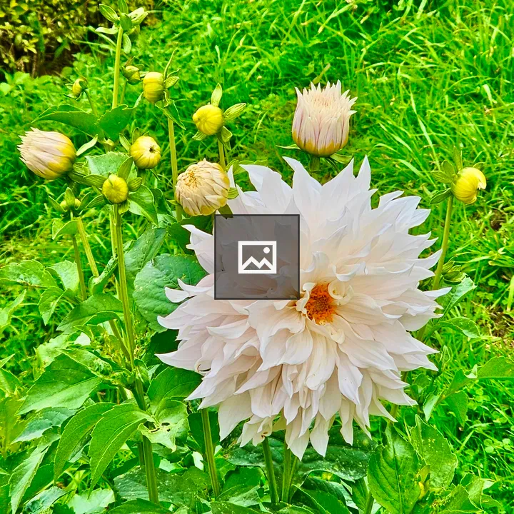White Dahlia Flower