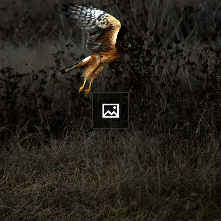 Raptor Ready for Landing